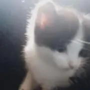 にわとりの画像