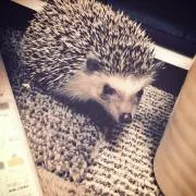 moguの画像