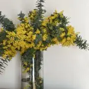 manamoの画像