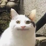 わしゅの画像