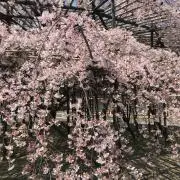 すーぼー
