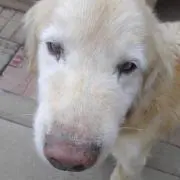 annieの画像