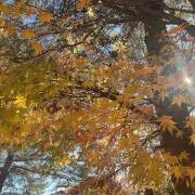 aiの画像