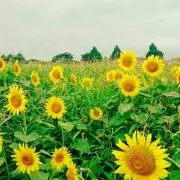 なんの画像