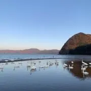 aoの画像