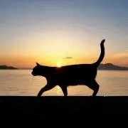 CHANGO！の画像