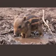 鈴木