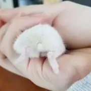 はるの画像