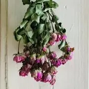 Roseの画像