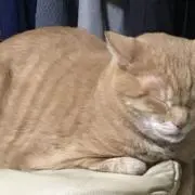 まろにーの画像
