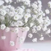 ponの画像