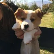 ましゅ。の画像