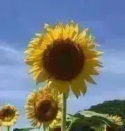 ようたくの画像