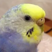 さくら