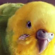 なむうの画像