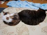 とんとんみの画像