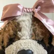 しそむの画像