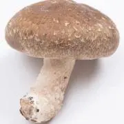 金 シールド マリィ SR PSA10 ＝ BGS 金 ゴールドラべル 金 シールド マリィ SR PSA10 ＝ BGS 金 ゴールドラべル 金 シールド