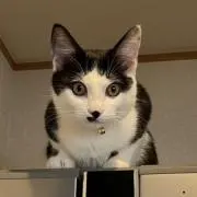 かすにょん