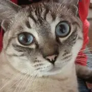 おこめの画像