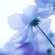 ★Re☆の画像