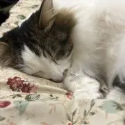 ずんだ（必ず紹介文をお読みください）の画像