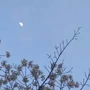 がじゅまる【値下げ交渉OK‼️】の画像