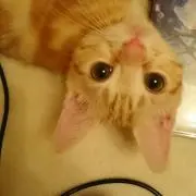 アンドロイド