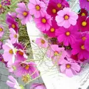 Hydrangeaの画像