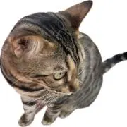 M.S