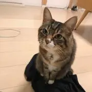 【鈴木隆弘 】Echo Show 15 第一世代　新品未開封 鈴木隆弘 様専用】Echo Show 15 第一世代 新品未開封 - メルカリ