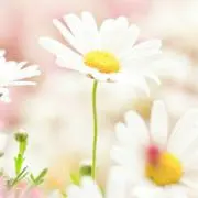 momoyamaの画像