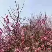 しろちゃんの画像
