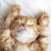 Image of nekochan