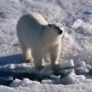 TCの画像