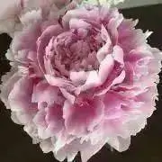 mika☆押し花素材☆*:.。. ♡♡の画像