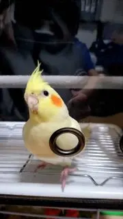ふじこ