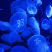 さすけの画像