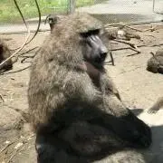 いちご