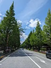 ぽぽの画像