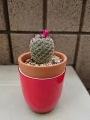 ゴンママの画像