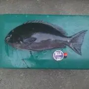 Kaの画像
