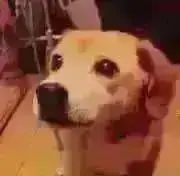 Mokobee❣️の画像