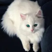 Nina