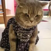 ころんの画像
