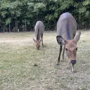 アカシア