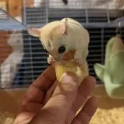 らんまの画像