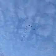 ぽこ