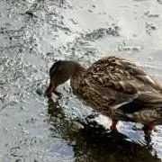 春雨の画像