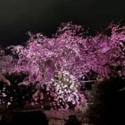 りいの画像